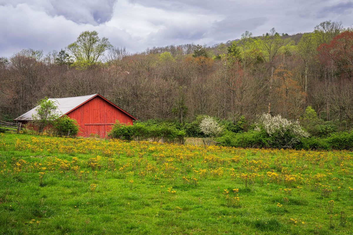 Red barn at the edge of a pasture of yellow wildflowers
